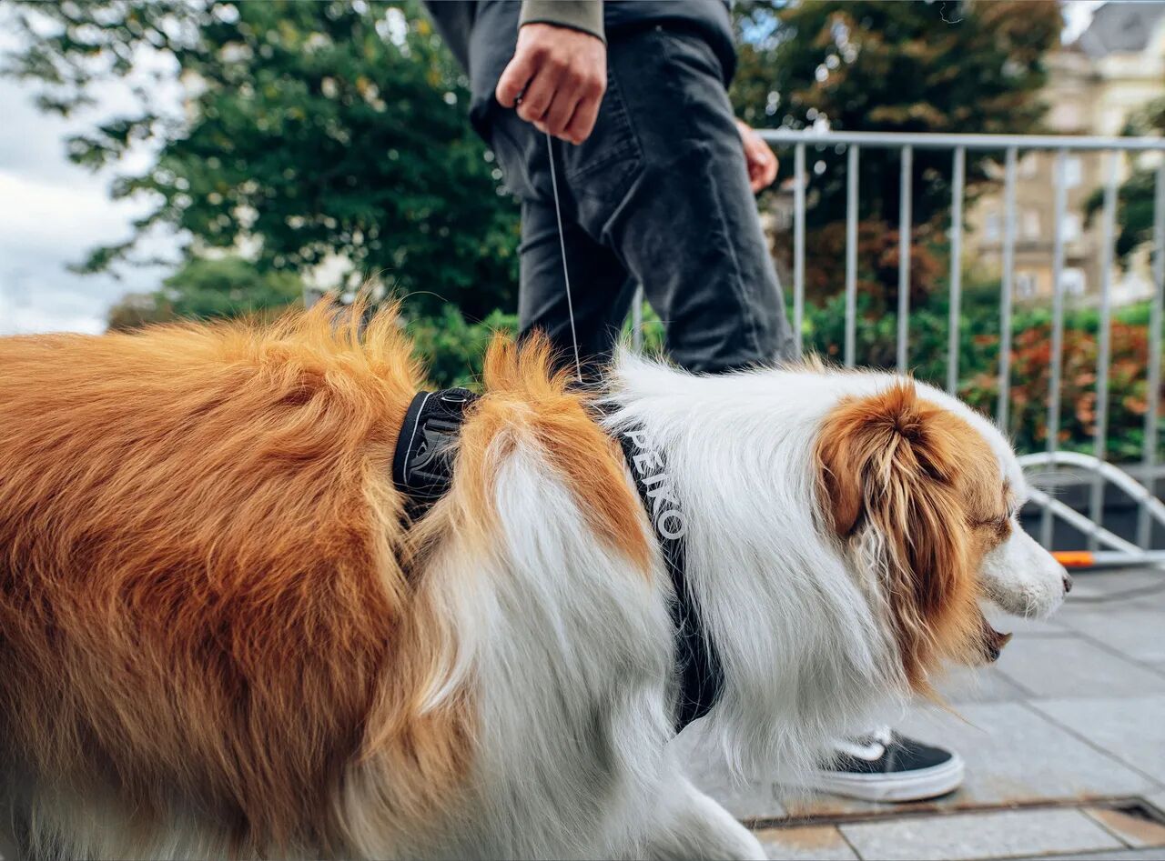 Border collie wearing a black PEIKO® QuickLeash™  harness in the city