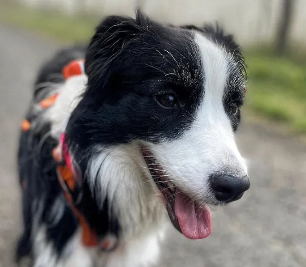 Border collie wearing an orange PEIKO® QuickLeash™  harness