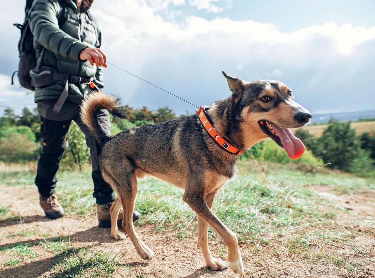 Built-in Leash on collar PEIKO® Quickleash™ 