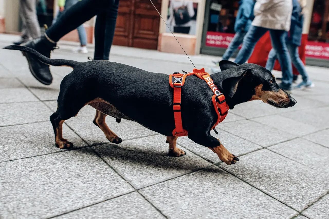 Dachshund walking in a red PEIKO® QuickLeash™  harness in the city