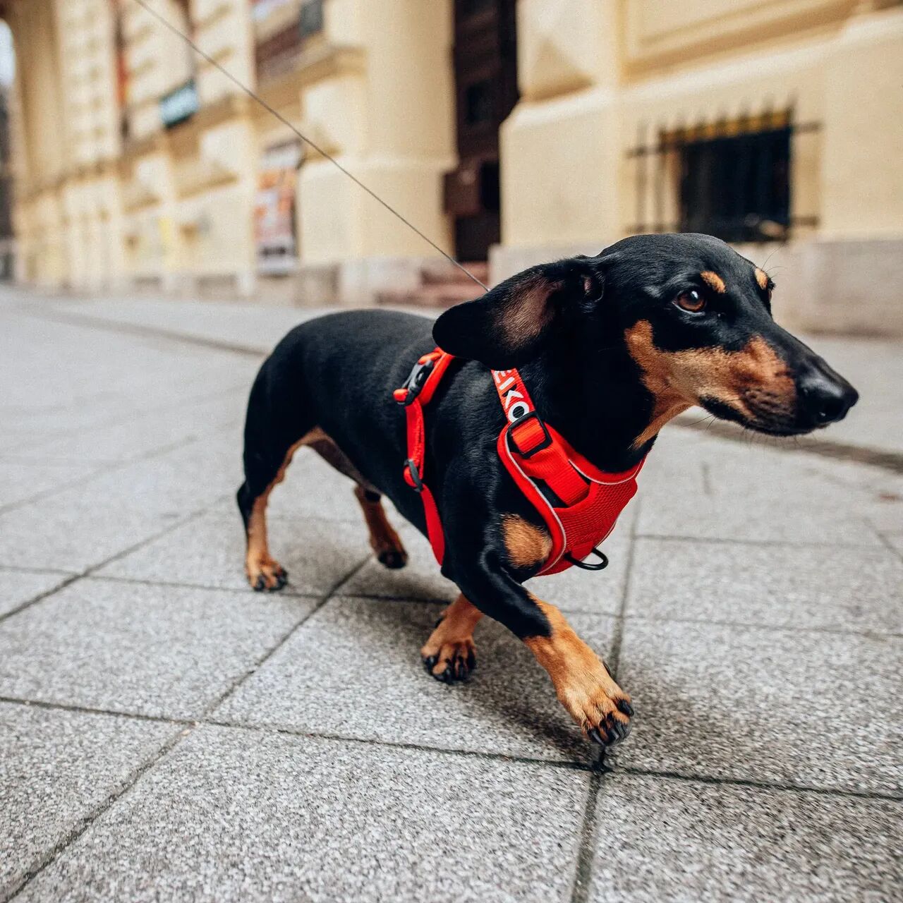 Dachshund walking in a red PEIKO® QuickLeash™  harness in the city