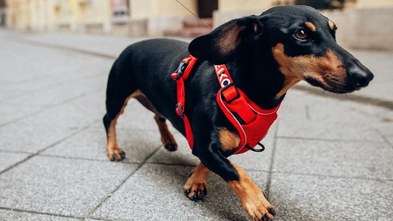 Dachshund walking in a red PEIKO® QuickLeash™  harness in the city