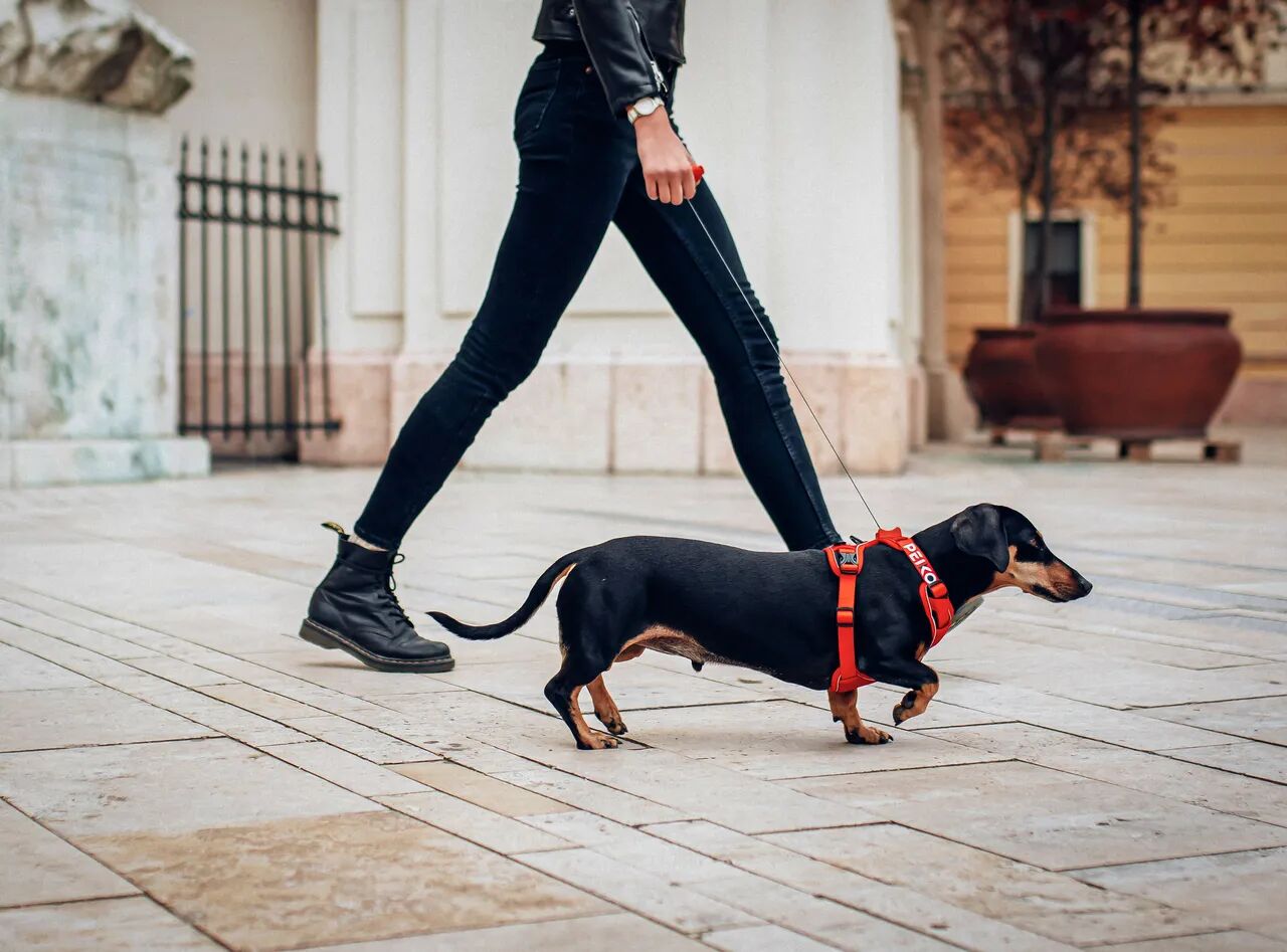 Dachshund walking in a red PEIKO® QuickLeash™  harness in the city