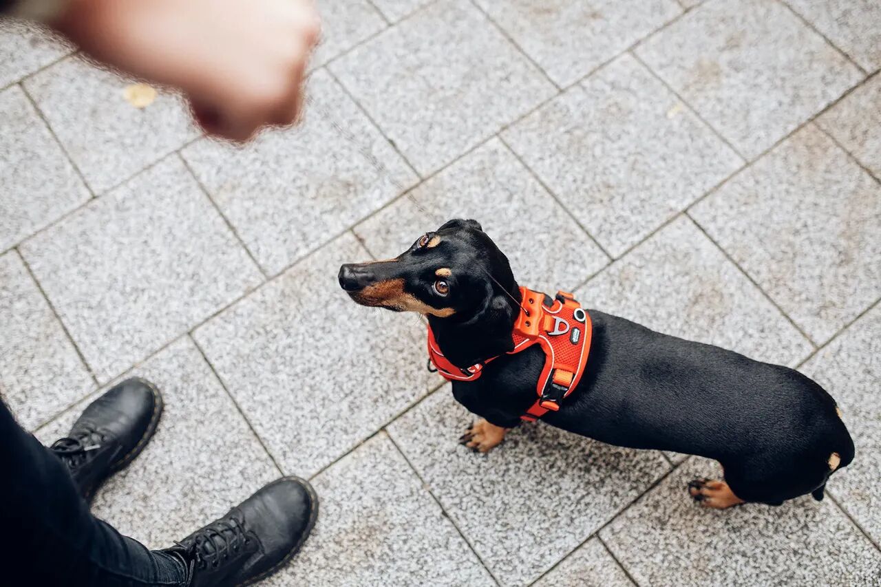 Dachshund wearing a red PEIKO® QuickLeash™  harness in the city