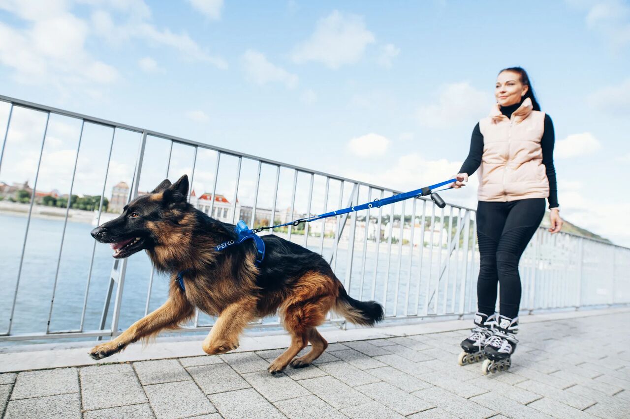 Girl roller skating with a tin german shepard wearing a blue PEIKO® QuickLeash™  harness in the city using a blue PEIKO® MultiLeash™