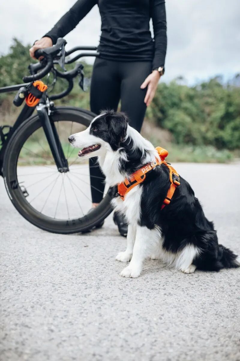 Leash on harness
