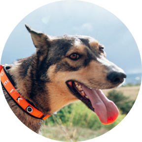 PEIKO® Quickleash™ Dogcollar With Built-in Retractable Dog Leash