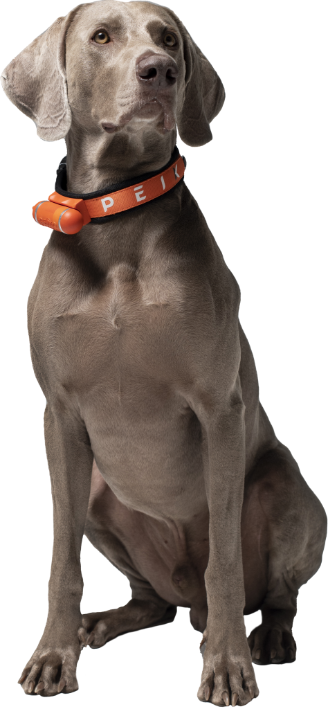 PEIKO® Quickleash™ Dogcollar With Built-in Retractable Dog Leash