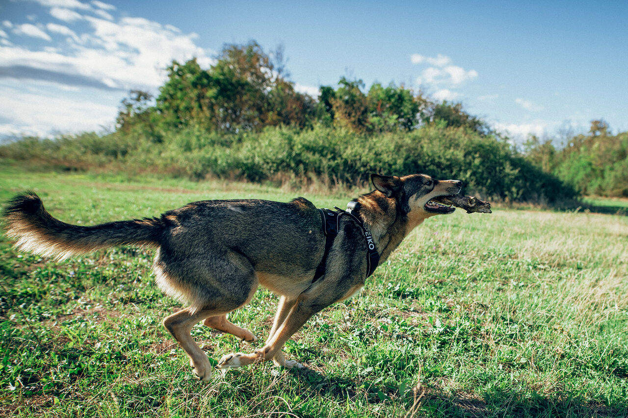 PEIKO® Quickleash™ Dogcollar With Built-in Retractable Dog Leash