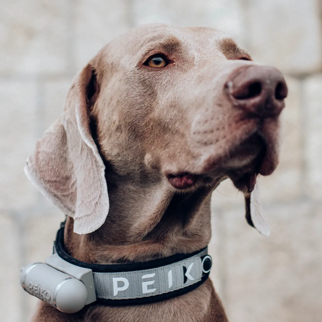 PEIKO® Quickleash™ Dogcollar With Built-in Retractable Dog Leash