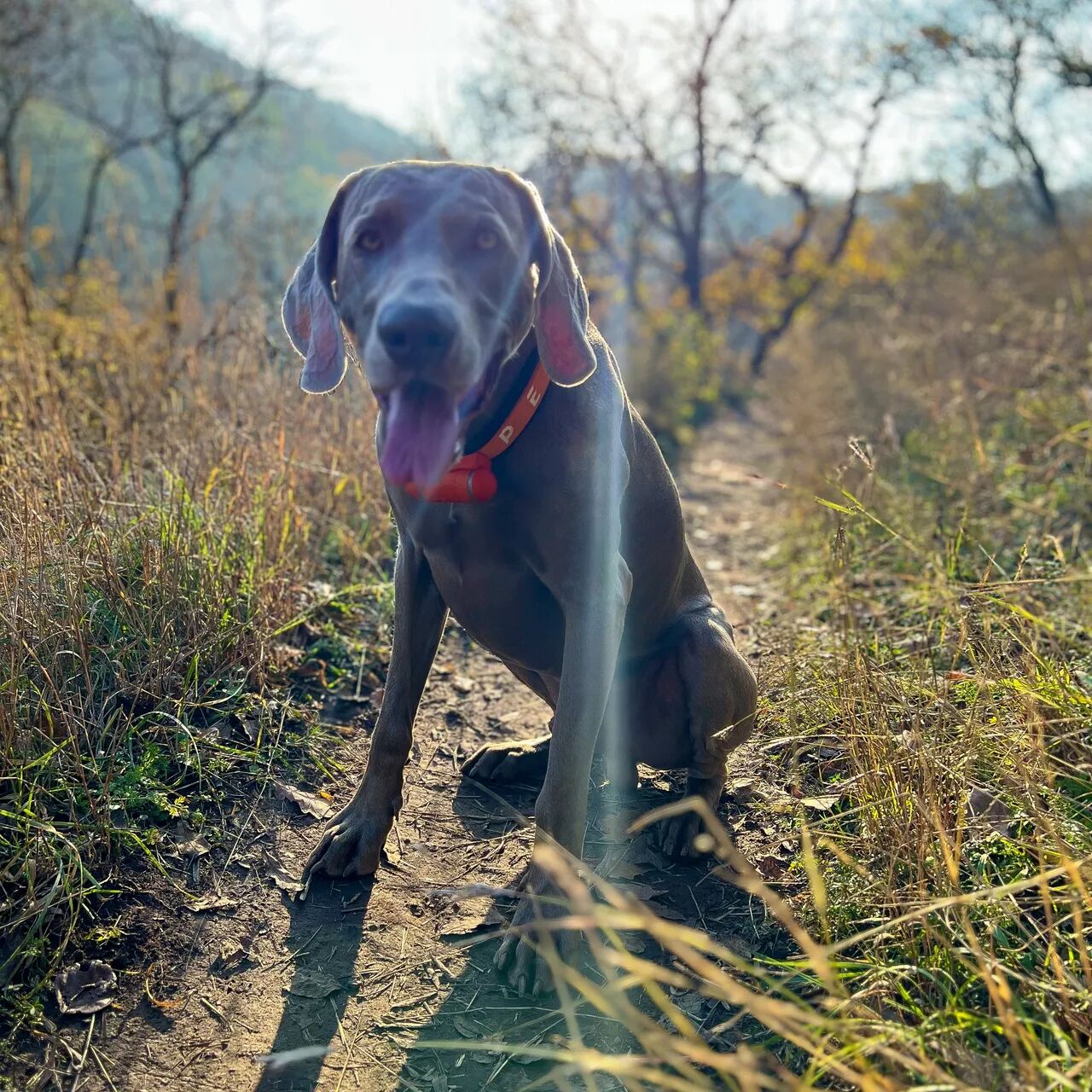 PEIKO® Quickleash™ Dogcollar With Built-in Retractable Dog Leash