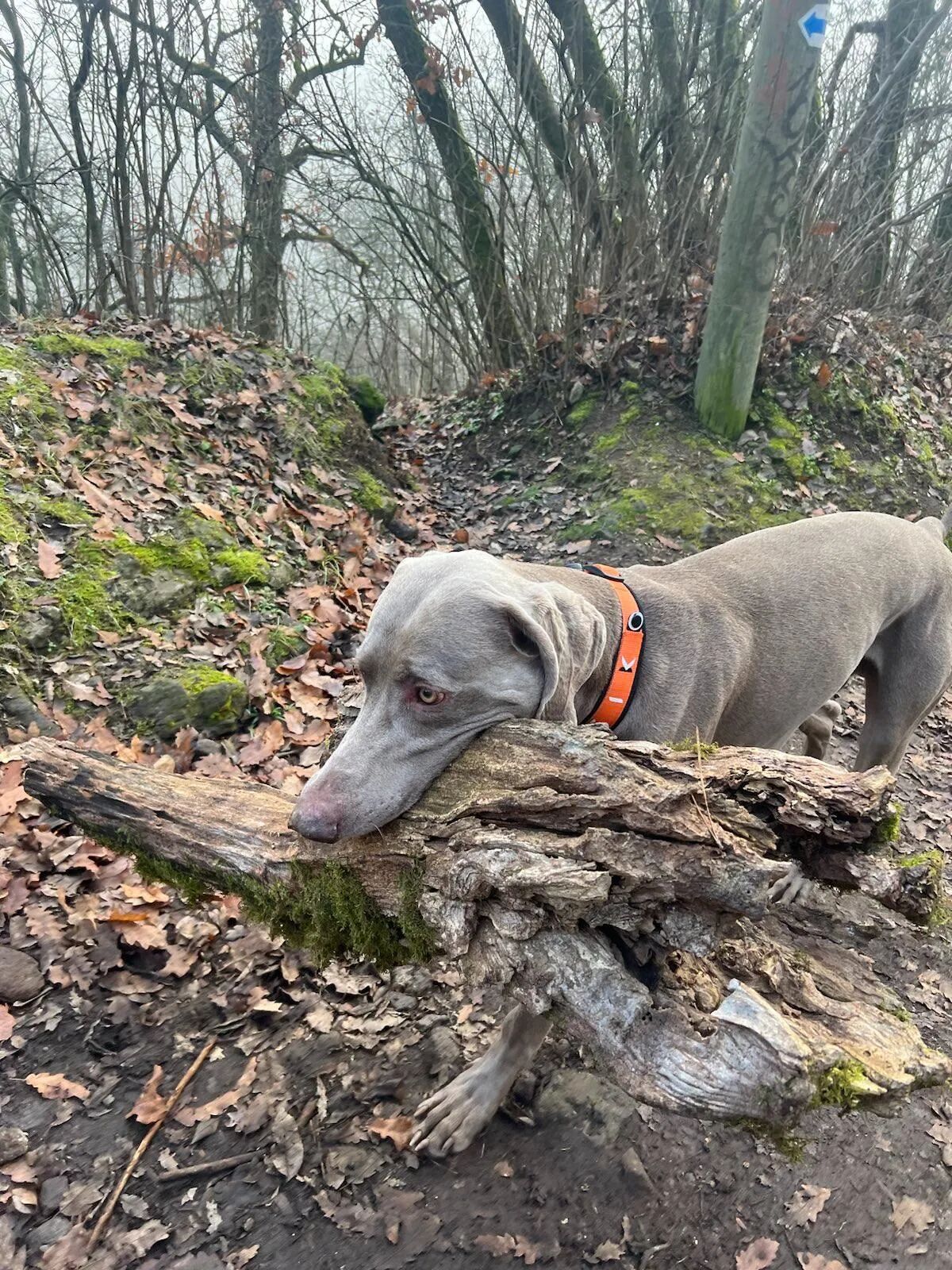 PEIKO® Quickleash™ Dogcollar With Built-in Retractable Dog Leash