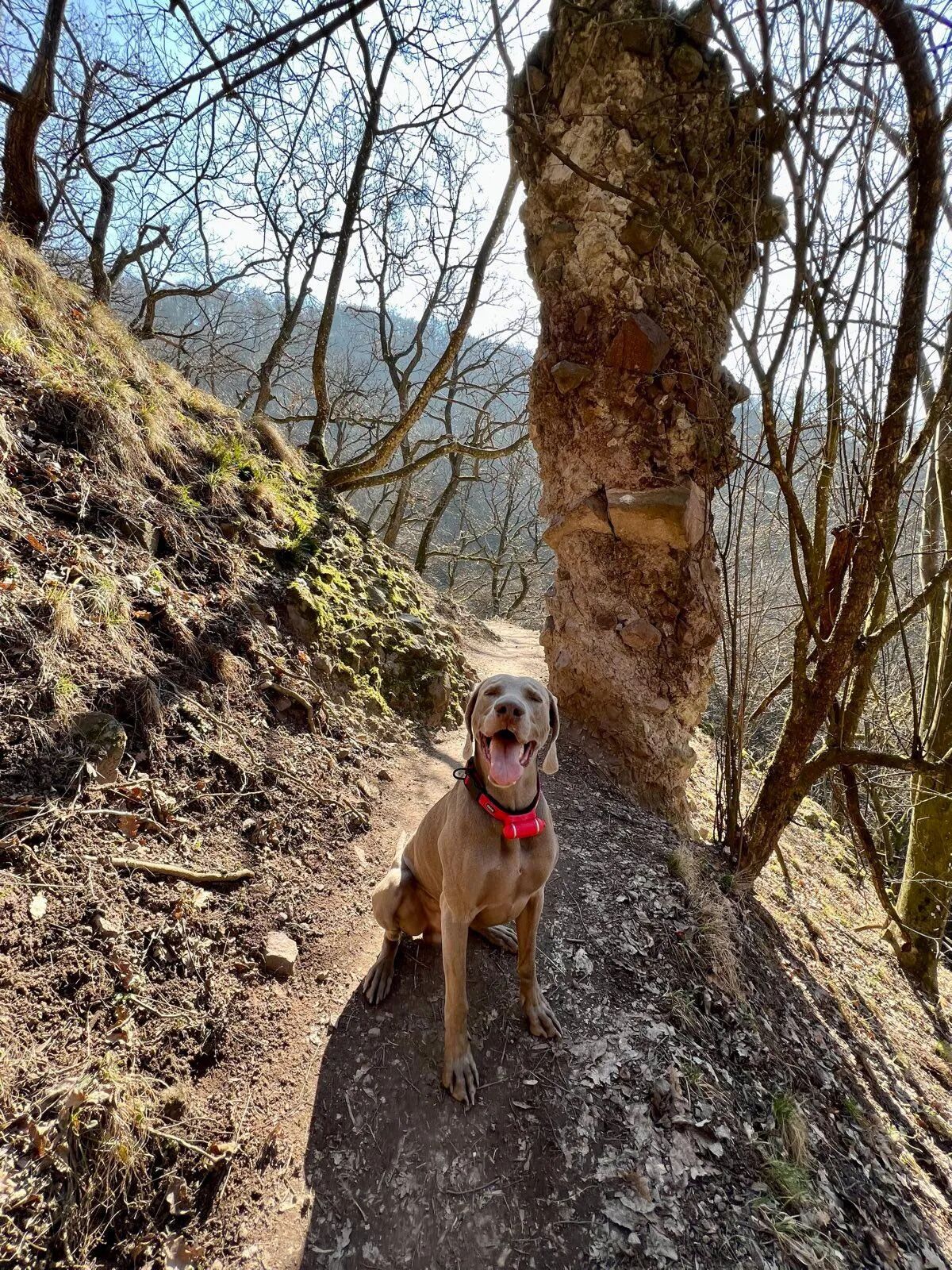 PEIKO® Quickleash™ Dogcollar With Built-in Retractable Dog Leash