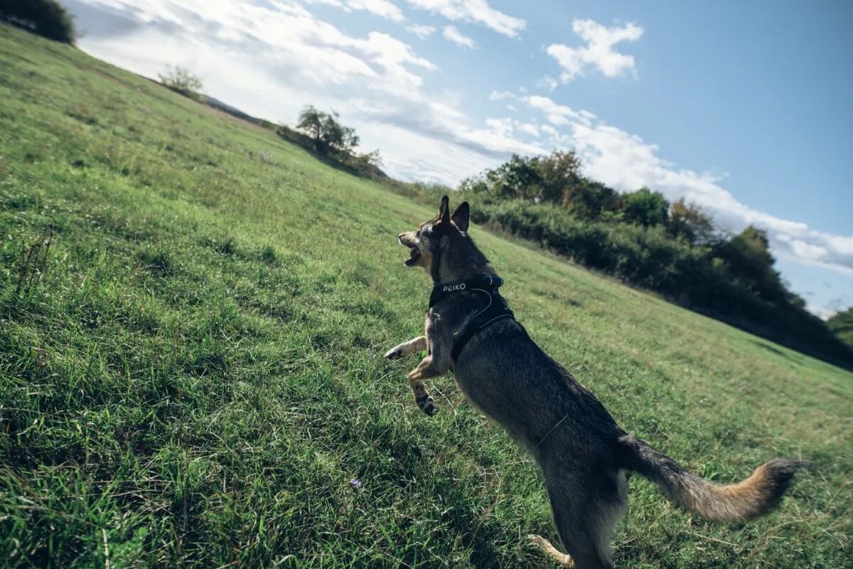 PEIKO® Quickleash™ Dogcollar With Built-in Retractable Dog Leash