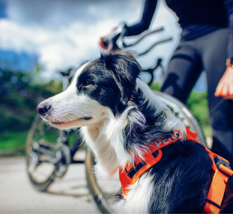 PEIKO® Quickleash™ Dogharness With Built-in Retractable Dog Leash