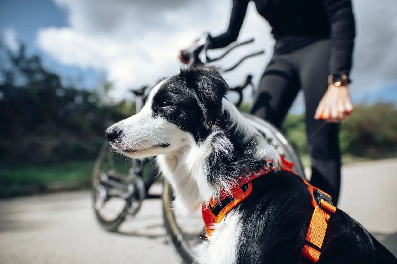 PEIKO® Quickleash™ Dogharness With Built-in Retractable Dog Leash