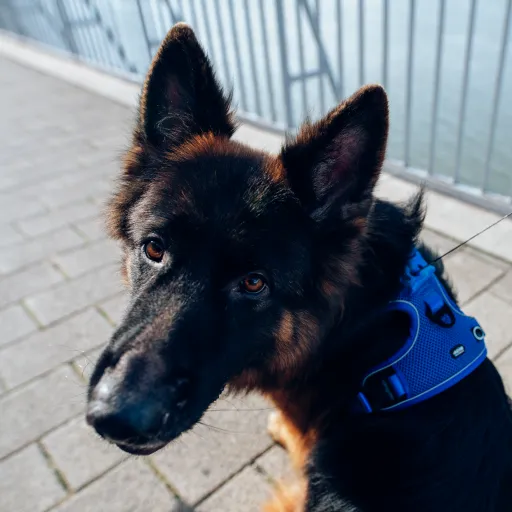 PEIKO® Quickleash™ Dogharness With Built-in Retractable Dog Leash