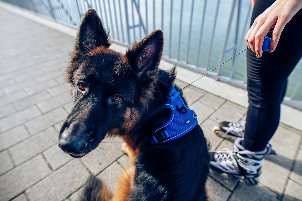 PEIKO® Quickleash™ Dogharness With Built-in Retractable Dog Leash