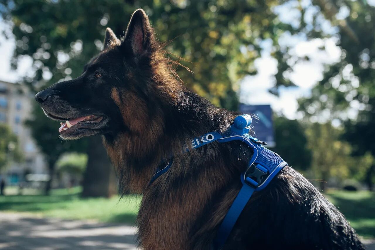 PEIKO® Quickleash™ Dogharness With Built-in Retractable Dog Leash