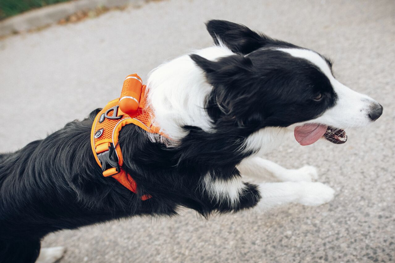PEIKO® Quickleash™ Dogharness With Built-in Retractable Dog Leash