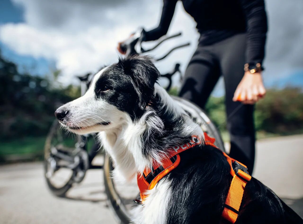 PEIKO® Quickleash™ Dogharness With Built-in Retractable Dog Leash