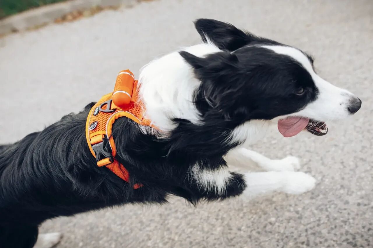 PEIKO® Quickleash™ Dogharness With Built-in Retractable Dog Leash