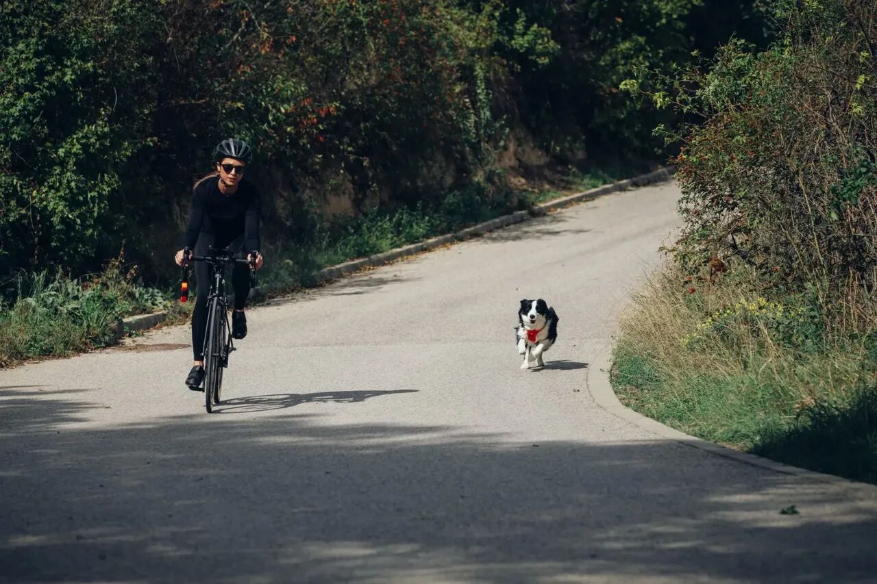 PEIKO® Quickleash™ Dogharness With Built-in Retractable Dog Leash