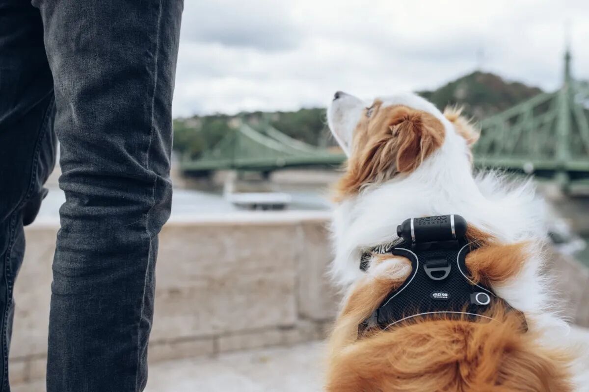 PEIKO® Quickleash™ Dogharness With Built-in Retractable Dog Leash