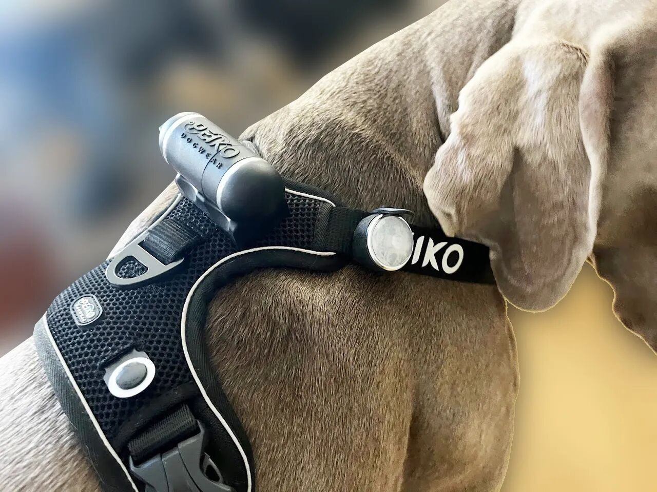 rechargeable-peiko-nite-dog-light-usb-c